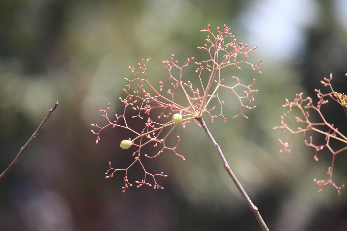 Commiphora berryi (Arn.) Engl.